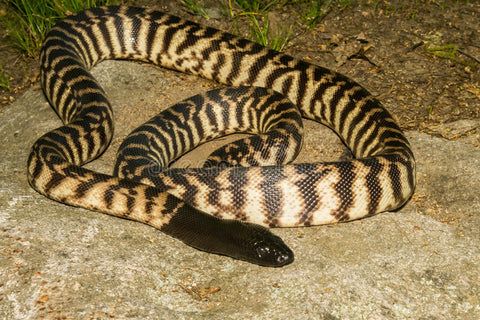 Black-headed python