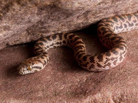 Children's python