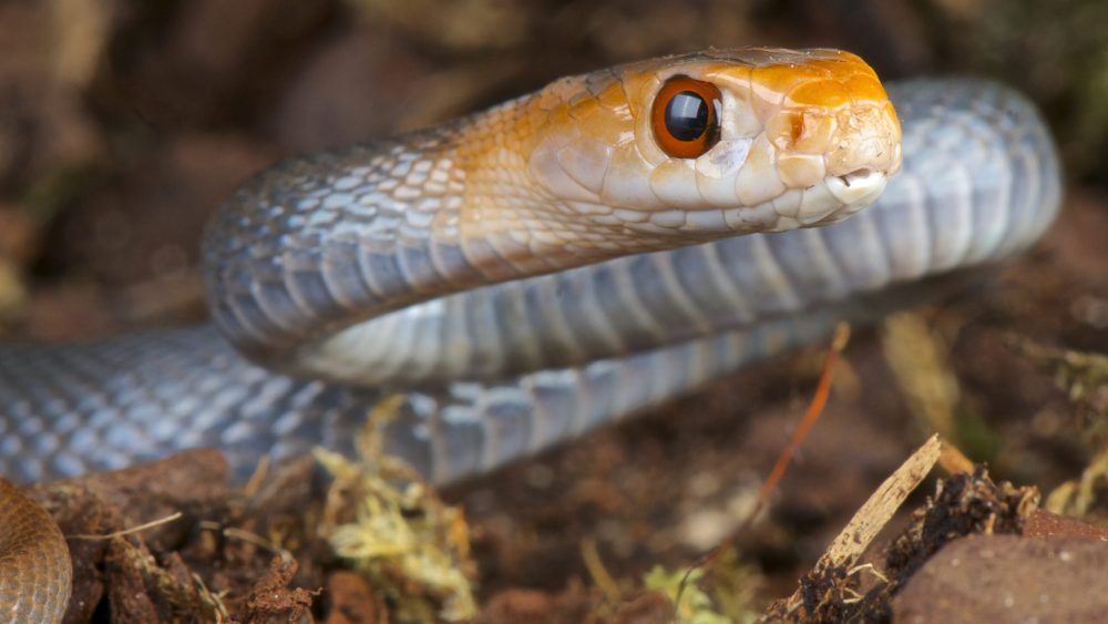 Coastal taipan