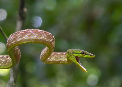Common tree snake