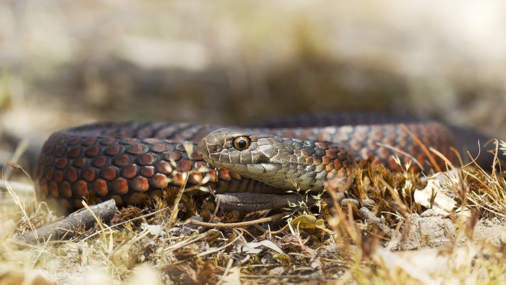 Lowlands copperhead