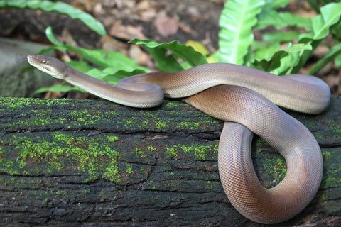 Olive python
