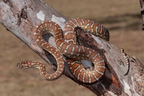 Centralian carpet python