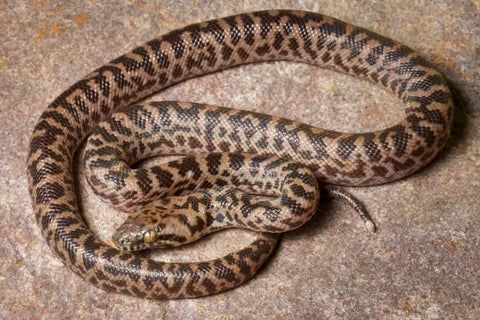 Spotted python